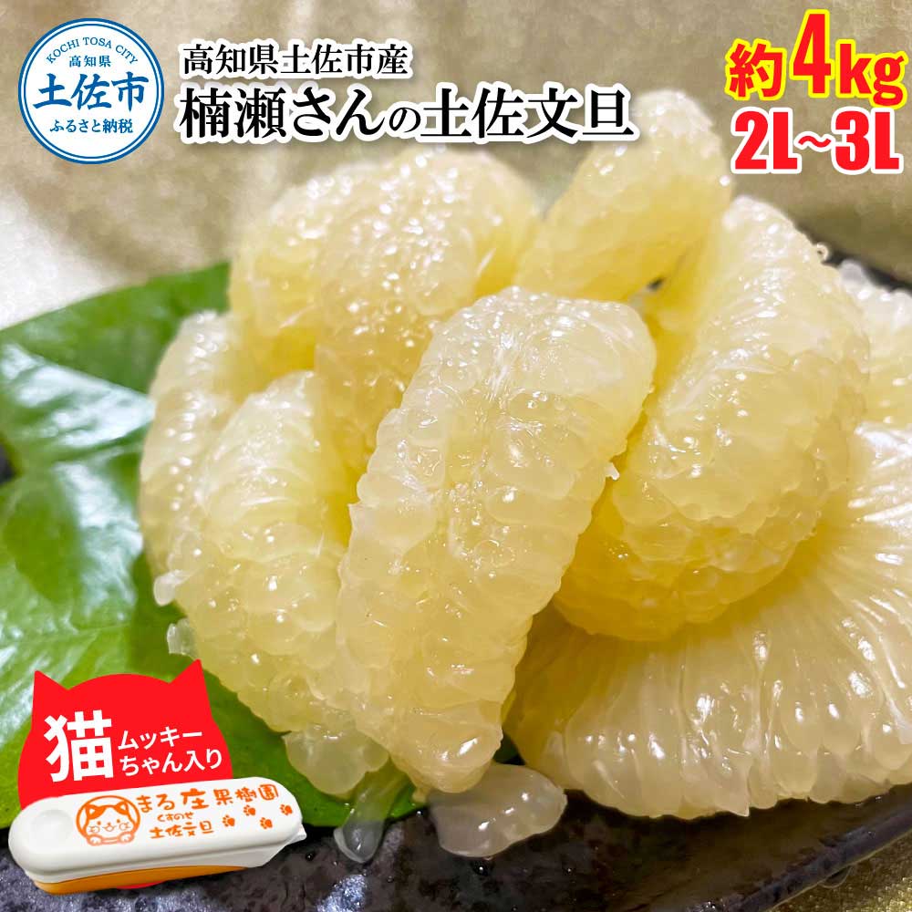 【高知県土佐市】楠瀬さん土佐文旦 約4kg 2L〜3Lサイズ 猫ムッキーちゃん入り 7玉前後 ぶんたん ブンタン フルーツ 柑橘 みかん 果物 くだもの 柑橘類 デザート 贈答用 プレゼント ギフト 家庭用 国産