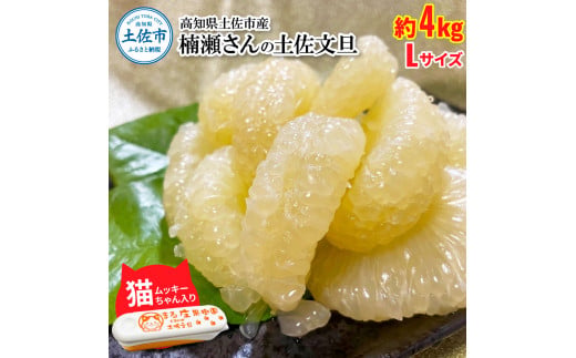 【高知県土佐市】【先行予約】楠瀬さん土佐文旦 約4kg Lサイズ 猫ムッキーちゃん入り 10玉前後 ぶんたん ブンタン フルーツ 柑橘 みかん 果物 くだもの 柑橘類 デザート 贈答用 プレゼント ギフト 家庭用 国産