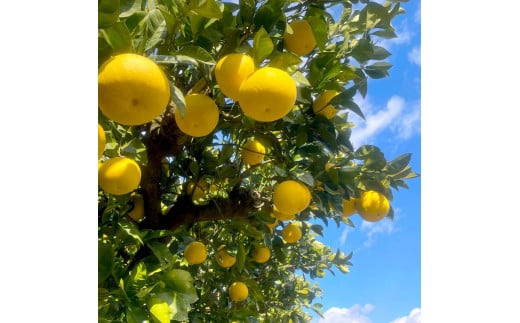 【先行予約】楠瀬さん土佐文旦 約4kg Mサイズ 猫ムッキーちゃん入り 12玉前後 ぶんたん ブンタン フルーツ 柑橘 みかん 果物 くだもの 柑橘類 デザート 贈答用 プレゼント ギフト 家庭用 国産