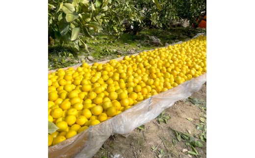 【先行予約】楠瀬さん土佐文旦 約4kg Mサイズ 猫ムッキーちゃん入り 12玉前後 ぶんたん ブンタン フルーツ 柑橘 みかん 果物 くだもの 柑橘類 デザート 贈答用 プレゼント ギフト 家庭用 国産