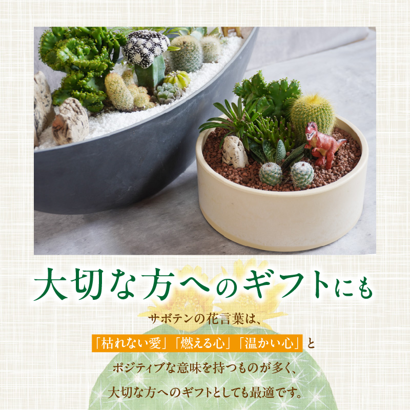 サボテン1  80円 サボテンのオリジナル寄せ植え（小）［133O01］ / 愛知県小牧市