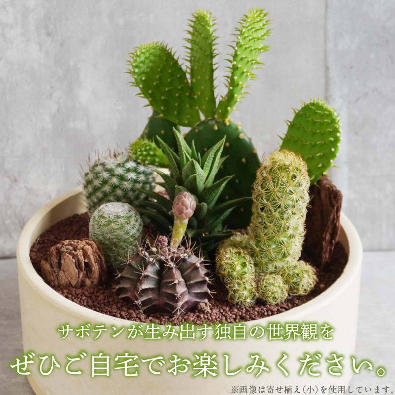 サボテンのオリジナル寄せ植え（小）［133O01］ / 愛知県小牧市