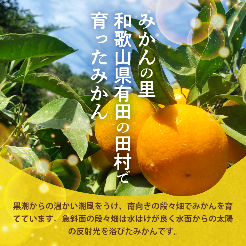 H6012n_天の恵み 温州みかん 訳あり 5kg【ミカン 蜜柑 柑橘 温州みかん 和歌山】