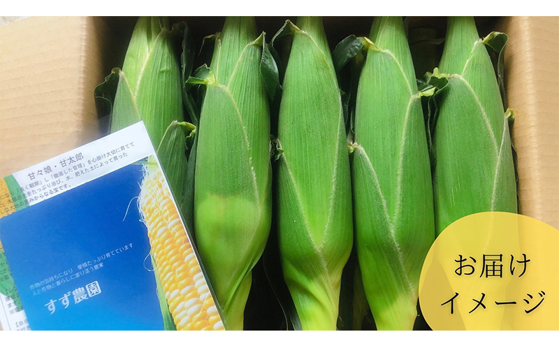 【 先行予約 】リピーター続出！ とうもろこし 【 ドルチェ甘美 】約5kg 8～10本 トウモロコシ 甘い 野菜 採れたて 朝採り 農家直送 袋井市 静岡県