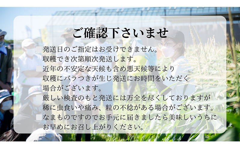 【 先行予約 】リピーター続出！ とうもろこし 【 ドルチェ甘美 】約5kg 8～10本 トウモロコシ 甘い 野菜 採れたて 朝採り 農家直送 袋井市 静岡県