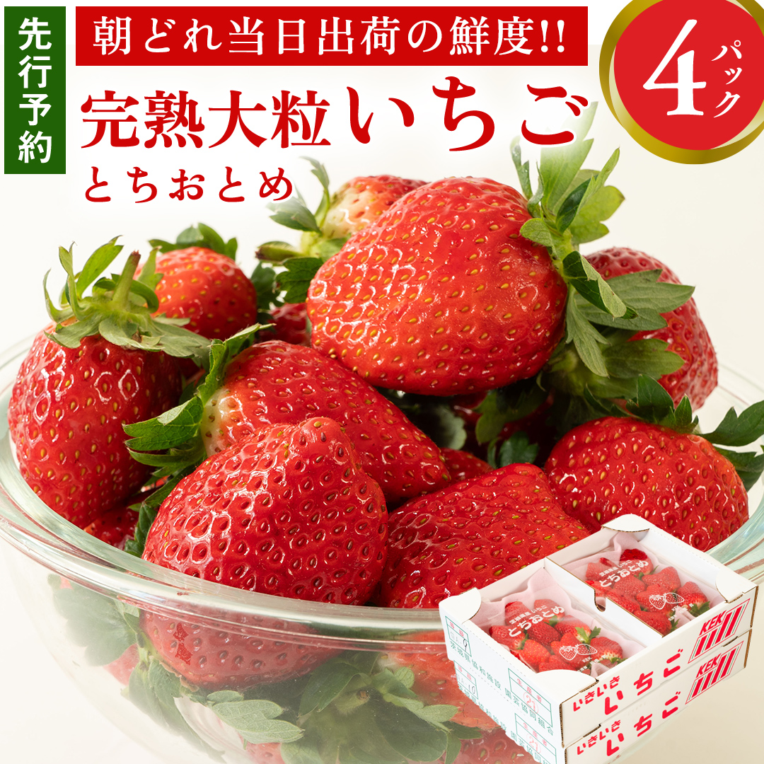 完熟 とちおとめ 4パック 先行予約 大粒