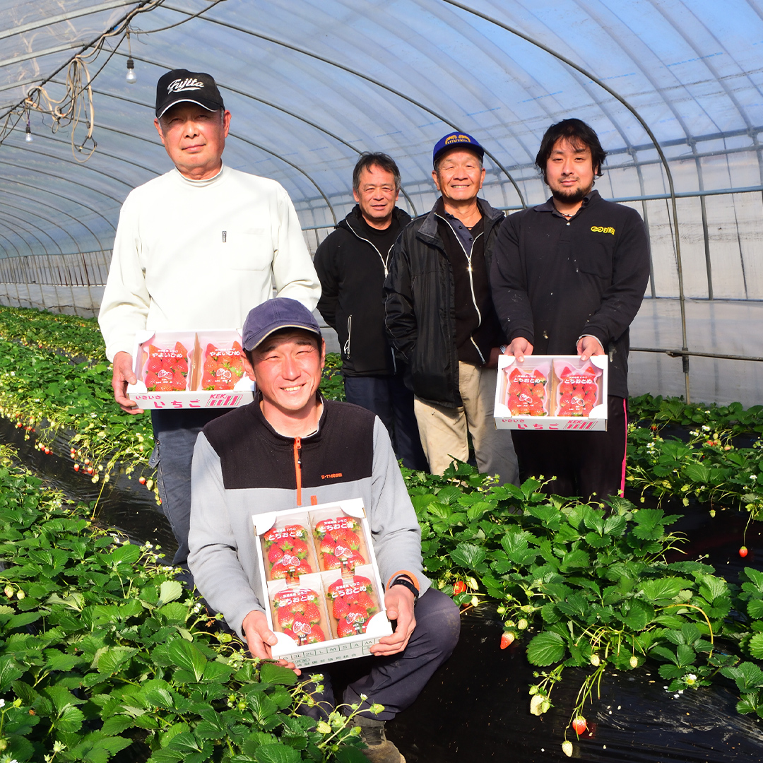 茨城県筑西市のふるさと納税 完熟 とちおとめ 4パック 先行予約 大粒 イチゴ 苺 いちご フルーツ 果物 [AF057ci]