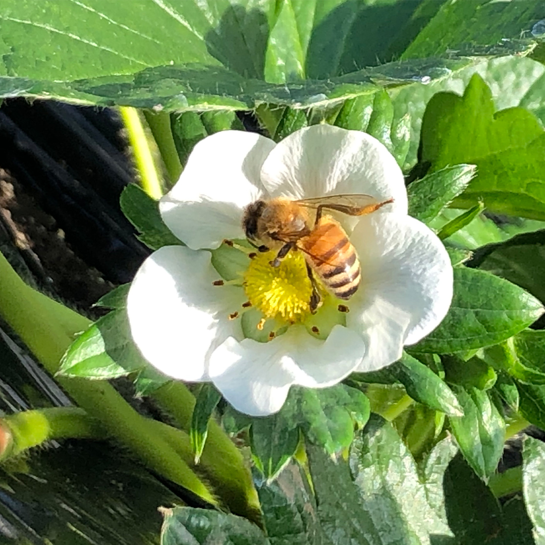 茨城県筑西市のふるさと納税 完熟 とちおとめ 4パック 先行予約 大粒 イチゴ 苺 いちご フルーツ 果物 [AF057ci]