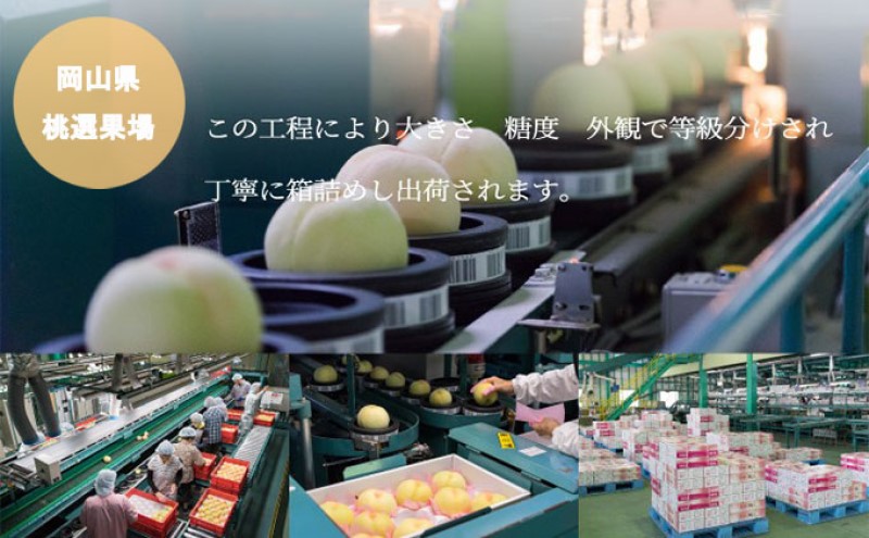 桃 2026年 先行予約 岡山 白桃 ロイヤル 4～6玉 1kg 岡山県産 JAおかやまのもも  モモ 岡山県産 国産 フルーツ 果物 ギフト