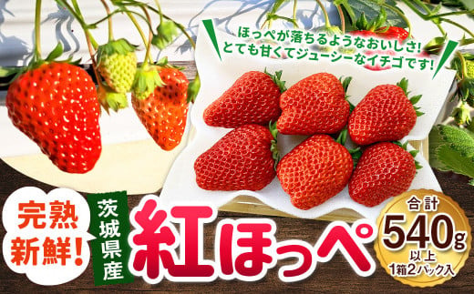紅ほっぺ 1箱 2パック（合計540g以上） ※2026年1月下旬～4月下旬頃に順次発送予定 | いちご 苺 フルーツ 果物 くだもの 果実 完熟 冷蔵 守谷市産 茨城県 守谷市