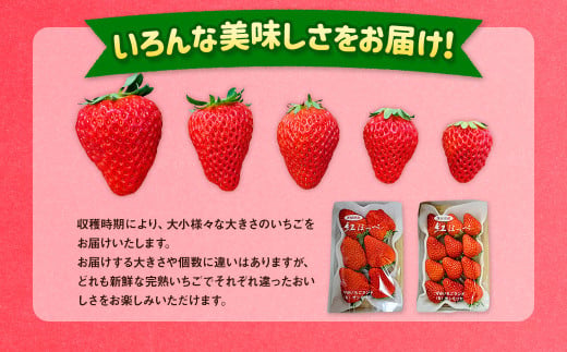 紅ほっぺ 1箱 2パック（合計540g以上） ※2026年1月下旬～4月下旬頃に順次発送予定 | いちご 苺 フルーツ 果物 くだもの 果実 完熟 冷蔵 守谷市産 茨城県 守谷市
