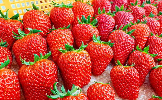 紅ほっぺ 1箱 2パック（合計540g以上） ※2026年1月下旬～4月下旬頃に順次発送予定 | いちご 苺 フルーツ 果物 くだもの 果実 完熟 冷蔵 守谷市産 茨城県 守谷市