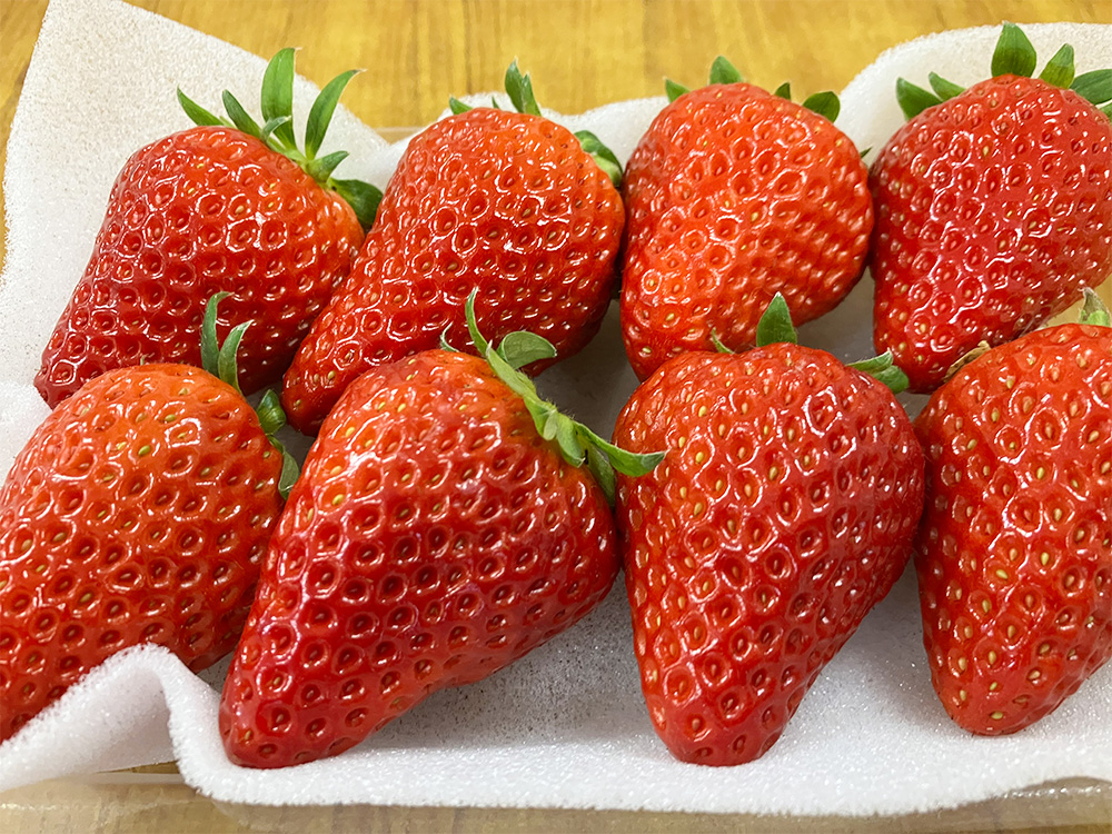 紅ほっぺ 1箱 2パック（合計540g以上） ※2026年1月下旬～4月下旬頃に順次発送予定 | いちご 苺 フルーツ 果物 くだもの 果実 完熟 冷蔵 守谷市産 茨城県 守谷市