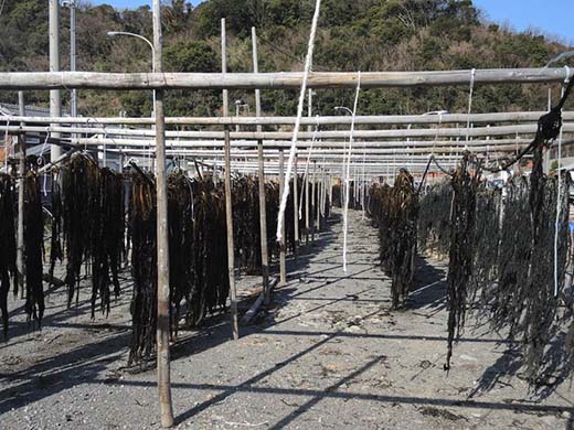 紀州衣奈産乾燥わかめ　150g×2パック(2026年産)◇ 