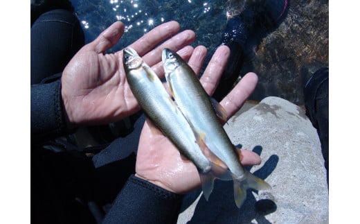 安田川 遊漁券（当日券） 高知県 馬路村 釣り 鮎