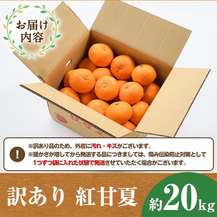 鹿児島県阿久根市のふるさと納税 ＜先行予約受付中！2025年12月下旬以降順次発送予定＞訳あり紅甘夏(約20kg) 国産 果物 フルーツ 柑橘 期間限定 紅甘夏【桐野柑橘株式会社】akn070-09