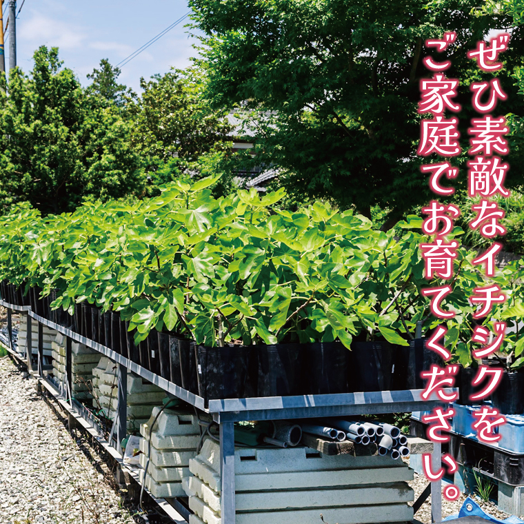 イチジク苗木　1年物【なえぎ 観葉 植物 いちじく 自宅 ポット ドーフィン 茨城県 鹿嶋市】（KAE-7）