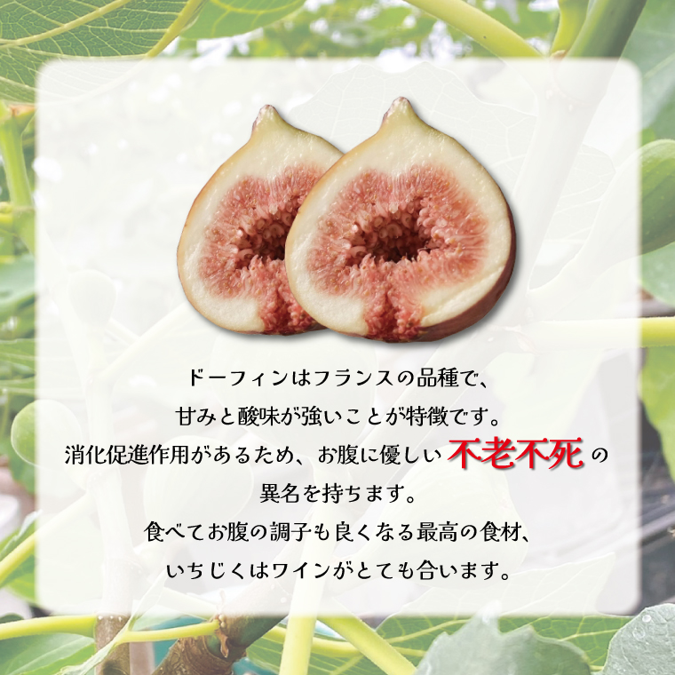 イチジク苗木 2年物 【なえぎ 観葉 植物 いちじく 自宅 ポット ドーフィン 茨城県 鹿嶋市】（KAE-8）