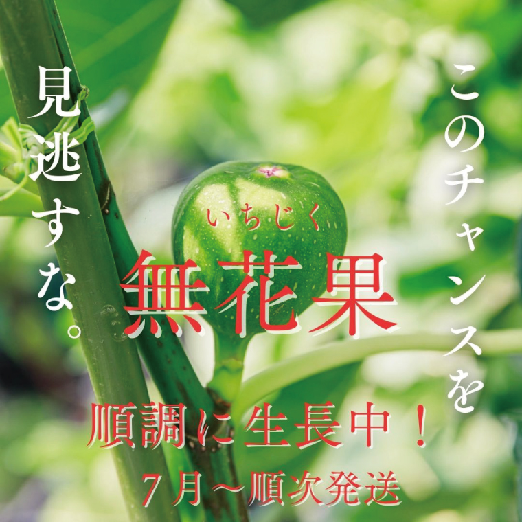 イチジク苗木 2年物 【なえぎ 観葉 植物 いちじく 自宅 ポット ドーフィン 茨城県 鹿嶋市】（KAE-8）