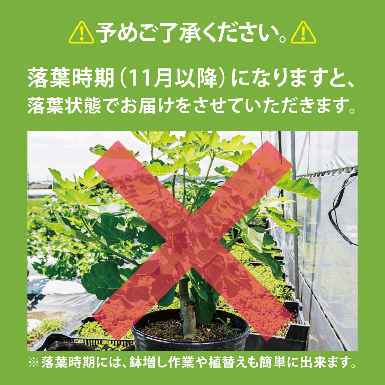 イチジク苗木 2年物 【なえぎ 観葉 植物 いちじく 自宅 ポット ドーフィン 茨城県 鹿嶋市】（KAE-8）