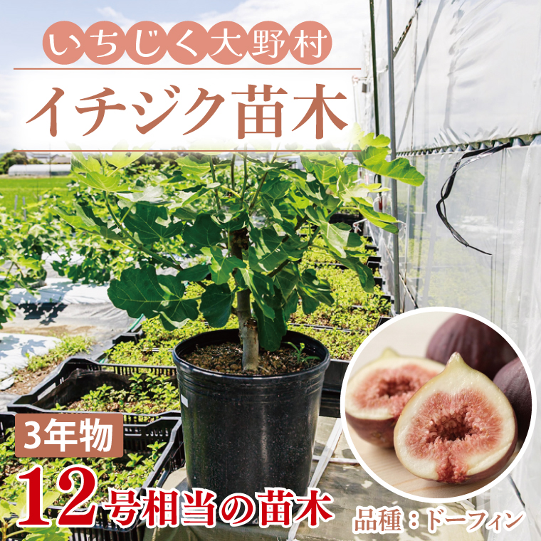 イチジク苗木 3年物【なえぎ 観葉 植物 いちじく 自宅 ポット ドーフィン 茨城県 鹿嶋市】（KAE-9）