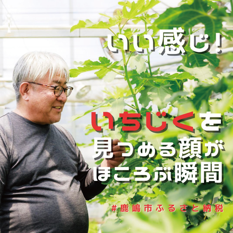 イチジク苗木 3年物【なえぎ 観葉 植物 いちじく 自宅 ポット ドーフィン 茨城県 鹿嶋市】（KAE-9）