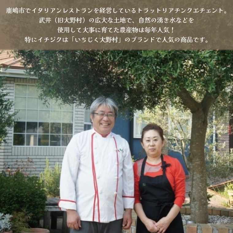 イチジク苗木 3年物【なえぎ 観葉 植物 いちじく 自宅 ポット ドーフィン 茨城県 鹿嶋市】（KAE-9）