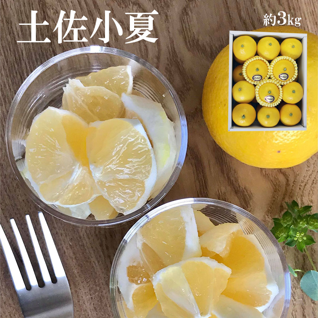 ＜果樹園直送＞土佐小夏 特選品贈答用 約3kg 3キロ こなつ 小夏 日向夏 ニューサマーオレンジ 柑橘 かんきつ 柑橘類 フルーツ 果物 くだもの 果実 デザート おやつ プレゼント ギフト 贈り物 常温配送