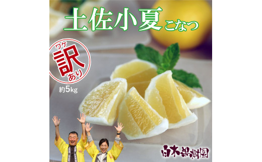 先行予約　＜白木果樹園＞ 土佐小夏 訳ありご家庭用 約5kg 5キロ こなつ 柑橘 かんきつ 柑橘類 フルーツ 日向夏 ニューサマーオレンジ 西内小夏 果物 くだもの 果実 デザート おやつ ジュース ジャム 美味しい ご自宅用 訳アリ