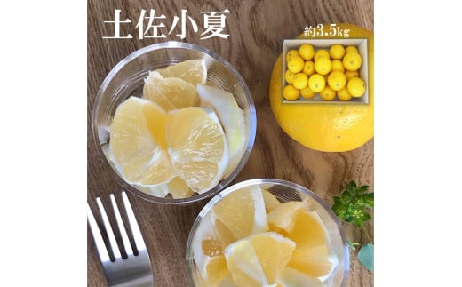 先行予約　＜白木果樹園＞ 土佐小夏 訳ありご家庭用 約5kg