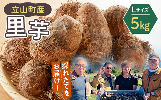 【富山県立山町】【2025年予約】立山町産里芋 Lサイズ 5kg さといも 里いも 芋 いも 野菜 根菜 立山町 F6T-726