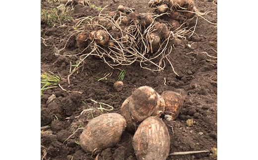 【2025年予約】立山町産里芋 Ｌサイズ 5kg さといも 里いも 芋 いも 野菜 根菜 立山町 F6T-726