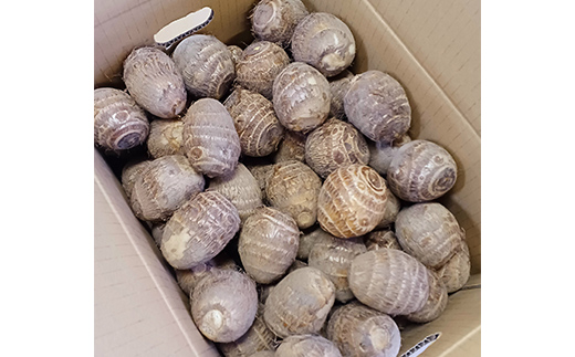 【2025年予約】立山町産里芋 Ｌサイズ 5kg さといも 里いも 芋 いも 野菜 根菜 立山町 F6T-726