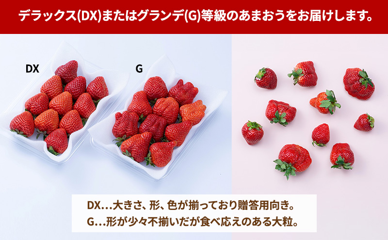 【春】福岡産あまおう6パック いちご  苺 イチゴ フルーツ 果物 ※配送不可:離島