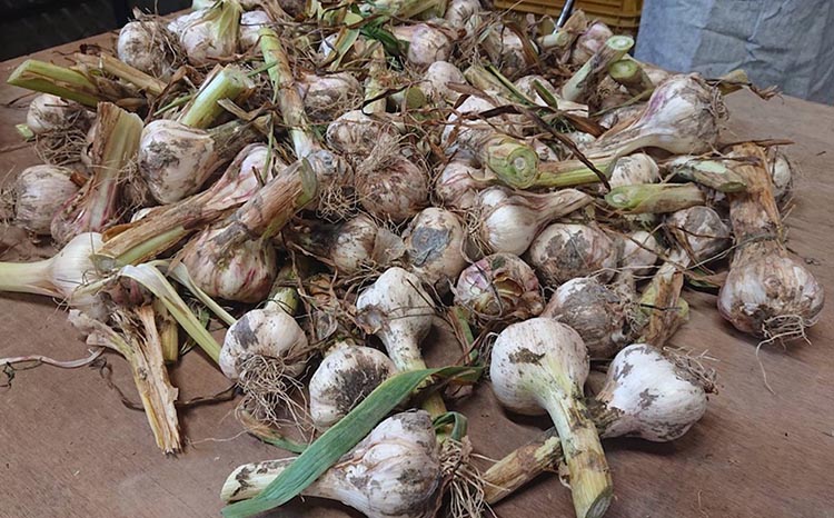 和歌山県産生にんにく約1kg　ご家庭用 ※2026年5月上旬～5月中旬頃に順次発送予定