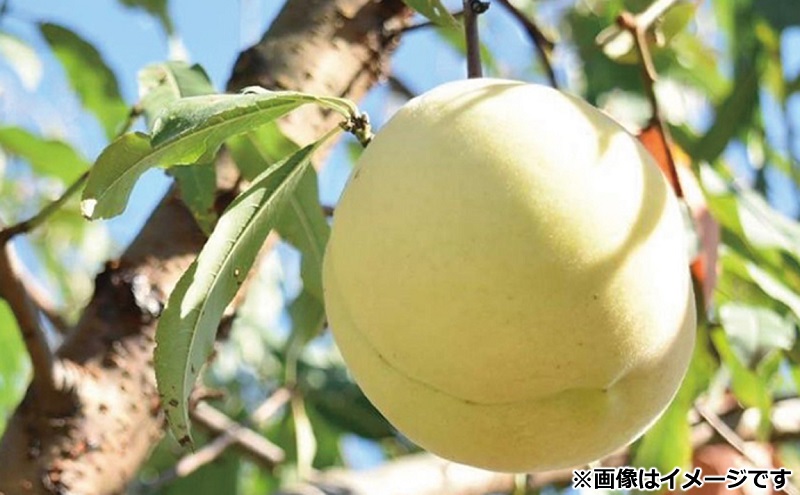 桃 2026年 先行予約 11月の旬な 白桃 冬桃 をお届け！約1.5kg 5～7玉 糖度センサー選果 糖度12度以上 もも モモ 岡山県 赤磐市産 国産 フルーツ 果物 ギフト あみかフルーツ　岡山 旬の桃 少し小ぶり