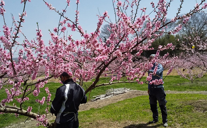 桃 2026年 先行予約 11月の旬な 白桃 冬桃 をお届け！約1.5kg 5～7玉 糖度センサー選果 糖度12度以上 もも モモ 岡山県 赤磐市産 国産 フルーツ 果物 ギフト あみかフルーツ　岡山 旬の桃 少し小ぶり