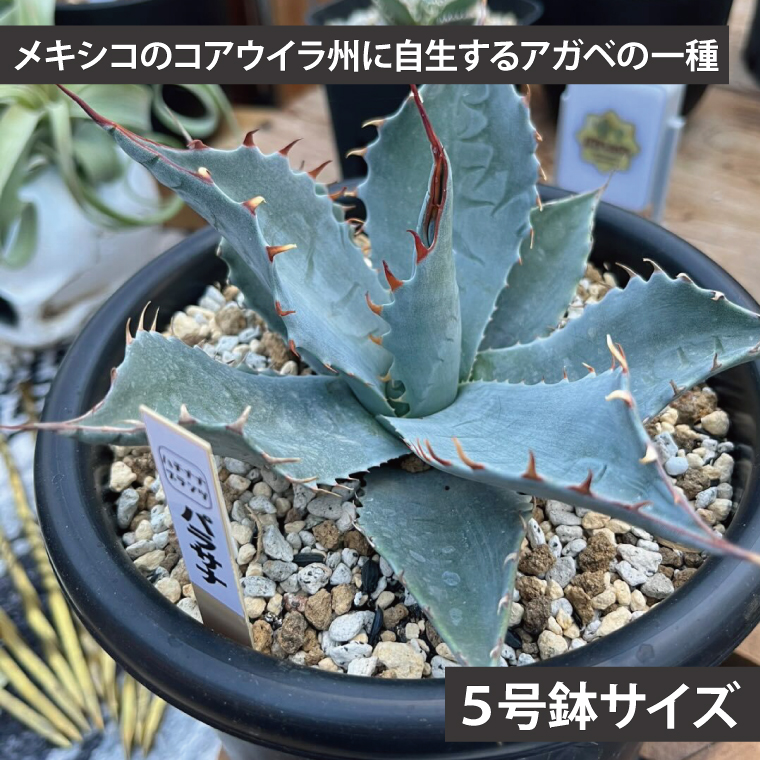 鹿嶋市産アガベ！ アガベ パラサナ 5号鉢【アガベ 多肉植物