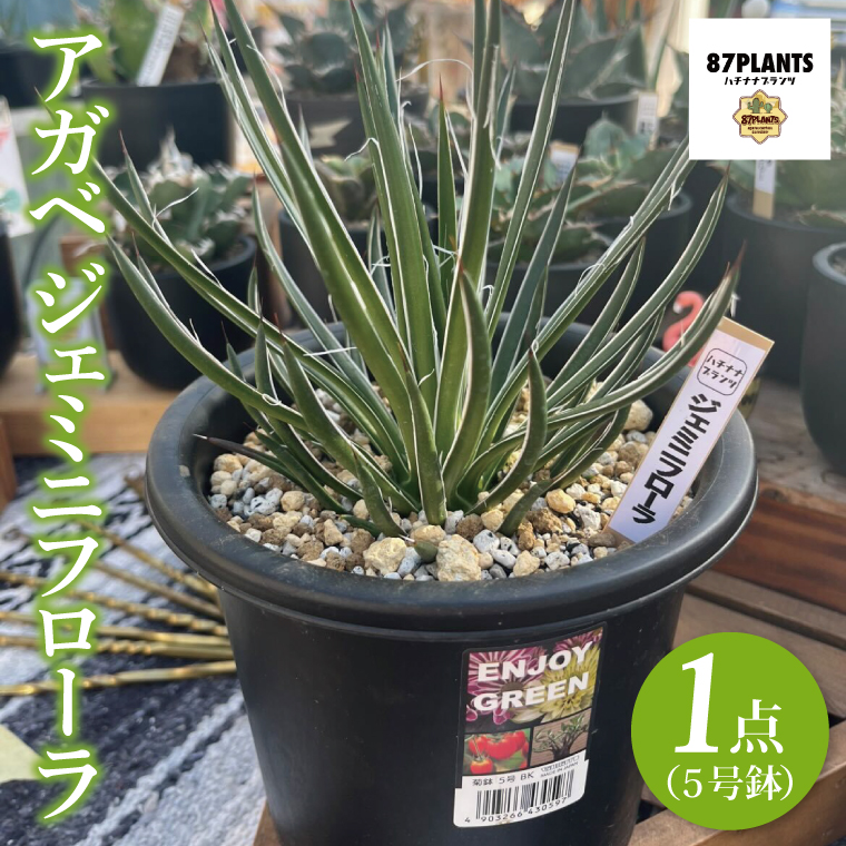 鹿嶋市産アガベ！　ジェミニフローラ　５号鉢【アガベ ジェミニフローラ多肉植物 鉢 数量限定 ツインフラワード 茨城県 鹿嶋市 20000円以内】（KCP-10）