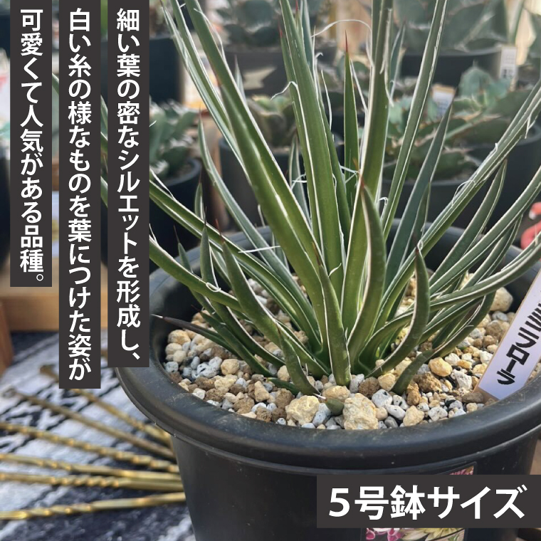 鹿嶋市産アガベ！　ジェミニフローラ　５号鉢【アガベ ジェミニフローラ多肉植物 鉢 数量限定 ツインフラワード 茨城県 鹿嶋市 20000円以内】（KCP-10）