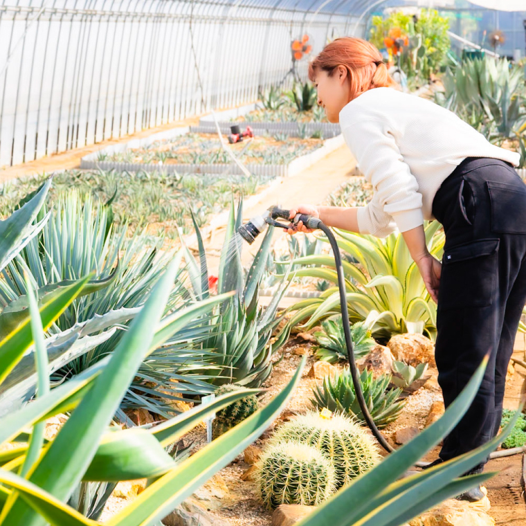 鹿嶋市産アガベ！　ジェミニフローラ　５号鉢【アガベ ジェミニフローラ多肉植物 鉢 数量限定 ツインフラワード 茨城県 鹿嶋市 20000円以内】（KCP-10）