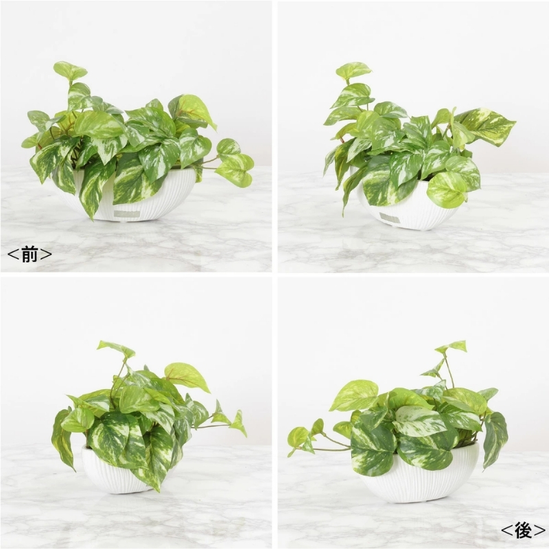 アートフラワー エミリオ・ロバ ポトスS TTTTA04070