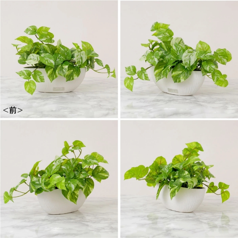 アートフラワー エミリオ・ロバ ポトスL TTTTA05120