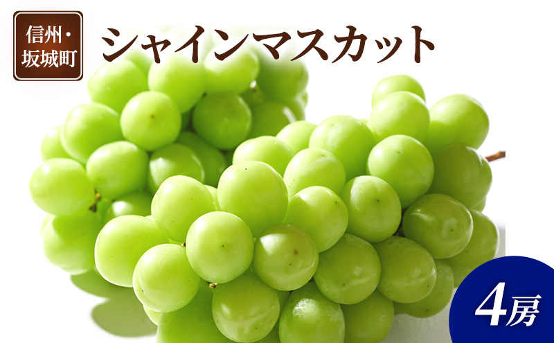 y쌧钬zԂǂ VC}XJbg 4[  uhE t[c ʕ fU[g  MB  钬
