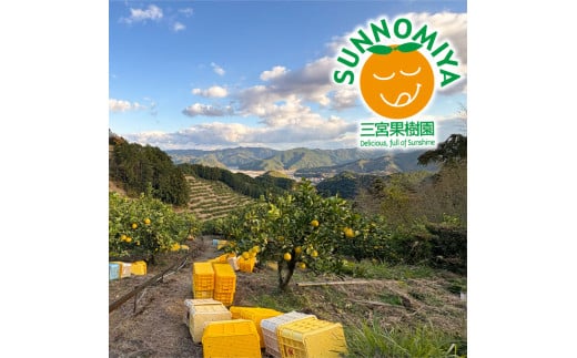 三宮果樹園の土佐文旦 ご家庭用Lサイズ 10kg