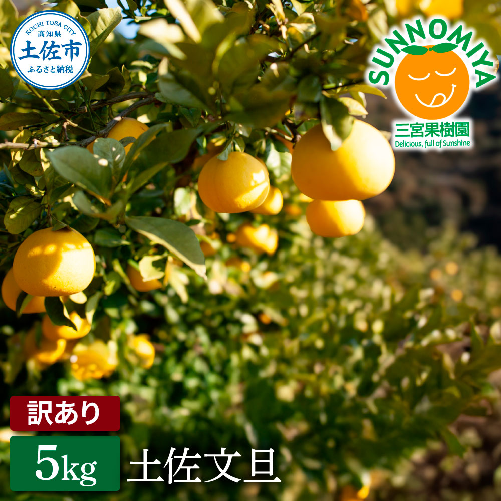 三宮果樹園の土佐文旦 訳あり 5kg ぶんたん ブンタン 5キロ 10玉前後