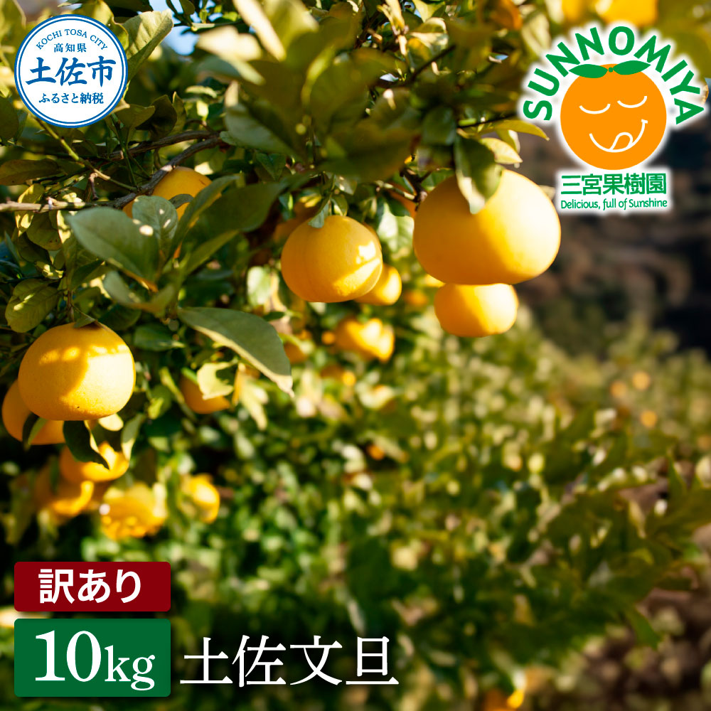 三宮果樹園の土佐文旦 訳あり 10kg ぶんたん ブンタン 10キロ 20玉前後