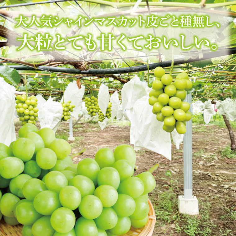 【先行予約】【2026年8月下旬順次発送開始】シャインマスカット1房（約650g）＋粒パック約100g付き【茨城県共通返礼品：下妻市】│ フルーツ 果物 ぶどう 種なし 大粒 数量限定 茨城県（BJ002）