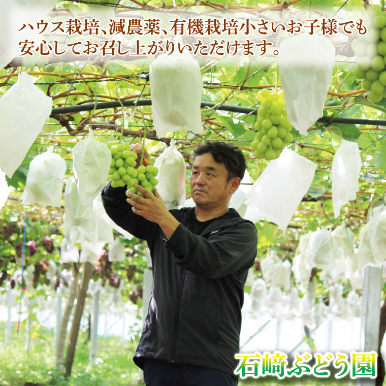 【先行予約】【2026年8月下旬順次発送開始】シャインマスカット1房（約650g）＋粒パック約100g付き【茨城県共通返礼品：下妻市】│ フルーツ 果物 ぶどう 種なし 大粒 数量限定 茨城県（BJ002）