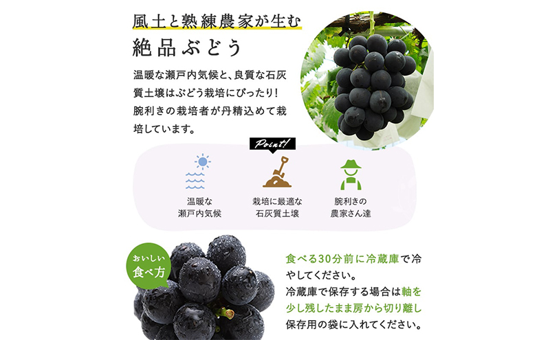 ぶどう 2026年 先行予約 ぼっけえ 大粒 ニューピオーネ 1房(800g以上) 化粧箱入り ブドウ 葡萄 岡山県産 国産 フルーツ 果物 ギフト